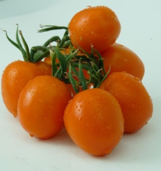 img-0: Томат Фанто F1 - ООО «Семена Тут»