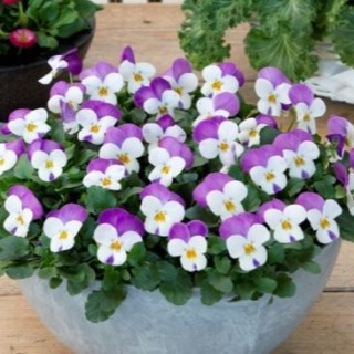 img-0: Виола рогатая Флорал Пауэр F1 Персиан Пинк [1000 шт] - ООО «Семена Тут»