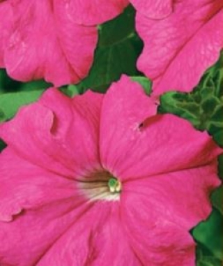 img-1: Петуния грандифлора Фалькон Роуз [100 драже] - ООО «Семена Тут»