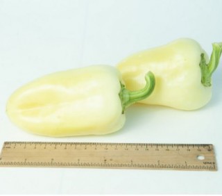 img-1: Перец Фарон - ООО «Семена Тут»