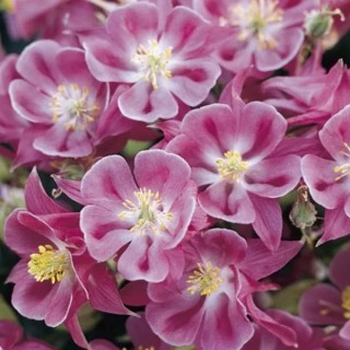 Аквилегия Винки Роуз Роуз [100 шт] - ООО «Семена Тут»