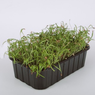 Фенхель Феномен МЗ - ООО «Семена Тут»