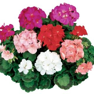 Пеларгония зональная Ринго 2000 Микс [100 шт] - ООО «Семена Тут»