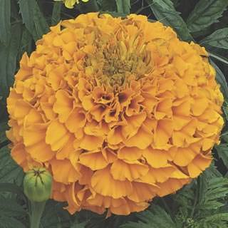 Бархатцы прямостоячие Перфекшн Оранж [5000 шт] - ООО «Семена Тут»