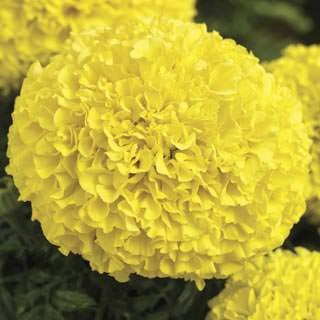 Бархатцы прямостоячие Перфекшн Еллоу [1000 шт]* - ООО «Семена Тут»