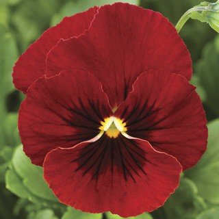 Виола рогатая Пенни F1 Ред Блоч [1000 шт] - ООО «Семена Тут»