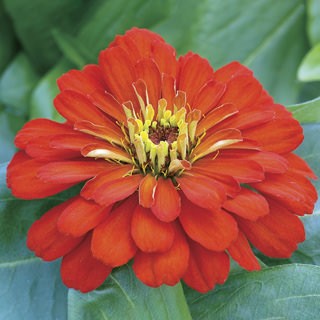 Цинния Шот Стафф Скарлет [100 шт] - ООО «Семена Тут»