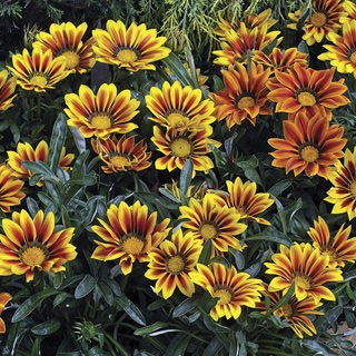 Газания Кисс Флейм Микс [1000 шт] - ООО «Семена Тут»