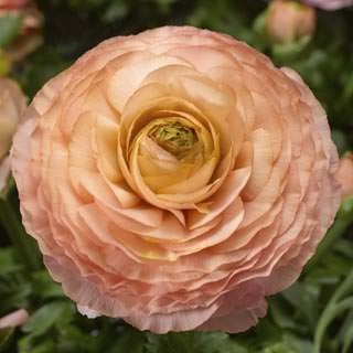 Ранункулюс Мэджик Пинк энд Пич [1000 драже] - ООО «Семена Тут»