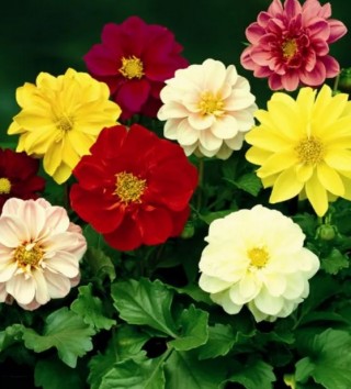 Георгина Фреско Микс [1000 шт] - ООО «Семена Тут»