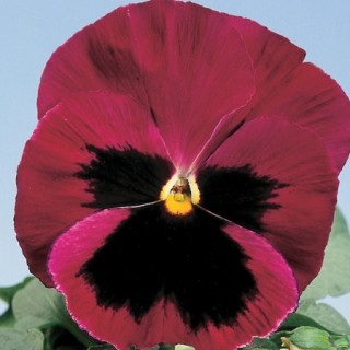 img-0: Виола крупноцветковая Экстрада Роуз Шейдс Блотч  [1000 шт] - ООО «Семена Тут»