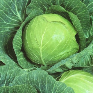 img-0: Капуста белокочанная Булат - ООО «Семена Тут»