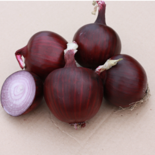 Лук репчатый Антарес F1 - ООО «Семена Тут»