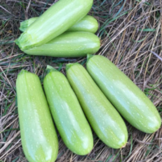 img-0: Кабачок Барбаро F1 - ООО «Семена Тут»