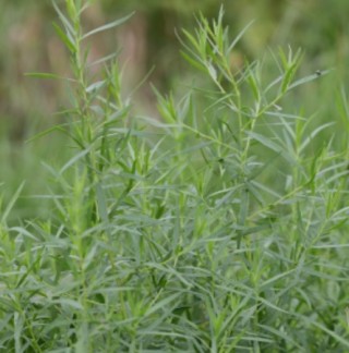 img-0: Эстрагон Нухрат - ООО «Семена Тут»