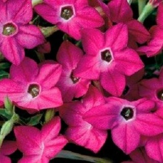 Табак Саратога Пепл Биколор [1000 драже] - ООО «Семена Тут»