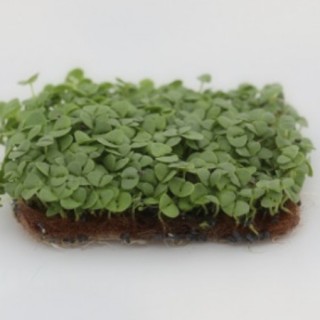 Базилик зеленый Василиск МЗ - ООО «Семена Тут»