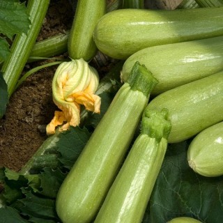 img-0: Кабачок Джетта F1 - ООО «Семена Тут»