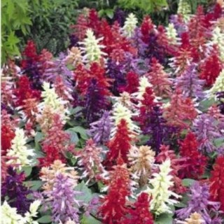 Сальвия Виста микс [1000 шт] - ООО «Семена Тут»