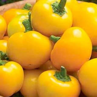 img-0: Перец Янтарный - ООО «Семена Тут»