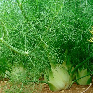 Фенхель овощной Аромат - ООО «Семена Тут»