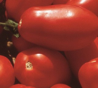 img-1: Томат Гердон F1 - ООО «Семена Тут»