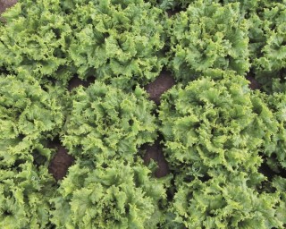 img-2: Салат Гейзер - ООО «Семена Тут»