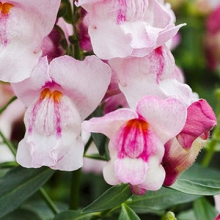 Львиный зев Снэппи Орхид [1000 шт] - ООО «Семена Тут»