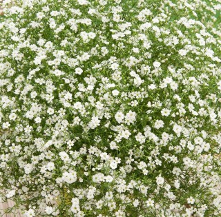 img-1: Гипсофила муралис Джипси Компакт Вайт [1000 м/драже] - ООО «Семена Тут»