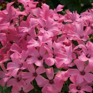 img-1: Лаватера Новелла Роуз [1000 шт] - ООО «Семена Тут»