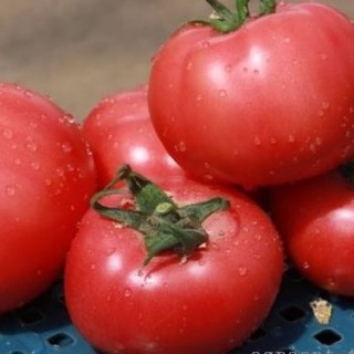 Томат Грифон F1 - ООО «Семена Тут»