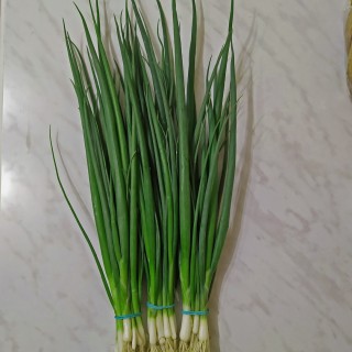 Лук на зелень Гринго - ООО «Семена Тут»