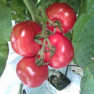 img-0: Томат Херсонес F1 - ООО «Семена Тут»