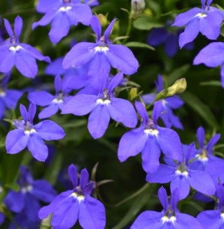 img-0: Лобелия прямостоячая Ривьера Миднайт Блю [50 шт] - ООО «Семена Тут»