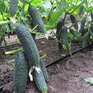 Огурец Катарина (COR 14015) F1 - ООО «Семена Тут»