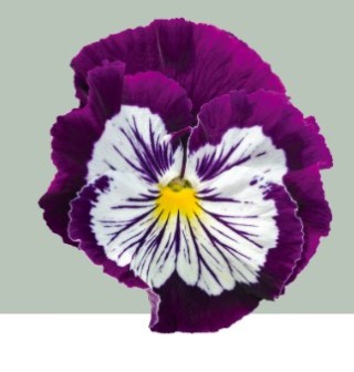 img-1: Виола крупноцветковая Кетс Плюс Парпл энд Вайт [100 шт] - ООО «Семена Тут»