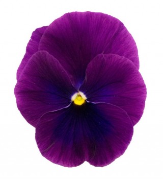 Виола рогатая Грандиссимо Клиа Пурпл [1000 шт] - ООО «Семена Тут»