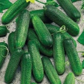 img-0: Огурец Клодин F1 - ООО «Семена Тут»