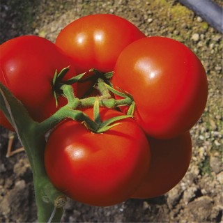 img-0: Томат Коралловый риф F1 (инкруст. семена) - ООО «Семена Тут»