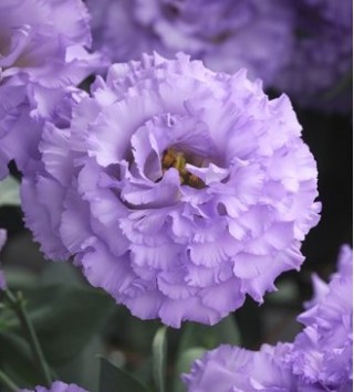 img-0: Эустома Корелли СУ 1 Лайт Лавендер [100 драже] - ООО «Семена Тут»