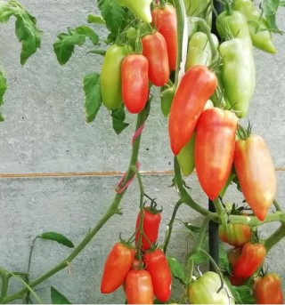 img-0: Томат Корнабель F1 - ООО «Семена Тут»