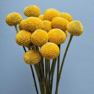 img-0: Краспедия шаровидная Билли Батон [5*10 шт] - ООО «Семена Тут»