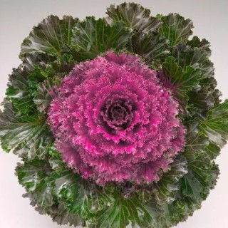 Капуста декоративная Кристал Пинк [100 шт] - ООО «Семена Тут»