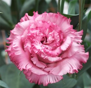 img-0: Эустома Корелли СУ 3 Дип Пинк [100 драже] - ООО «Семена Тут»