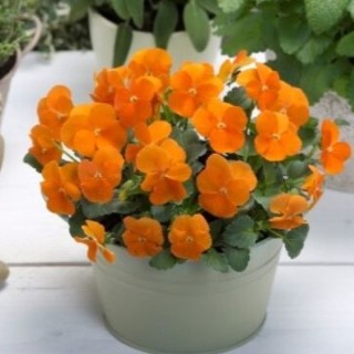 img-0: Виола рогатая Флорал Пауэр F1 Дип Оранж [1000 шт] - ООО «Семена Тут»