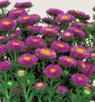 Астра Мацумото Лайт Блю [2500 шт] - ООО «Семена Тут»