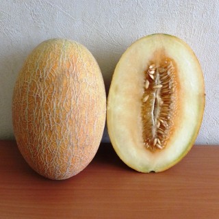 Дыня Лана F1 - ООО «Семена Тут»