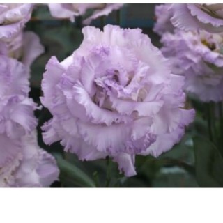 Эустома Корелли СУ 1 Лавендер Айс [1000 драже] - ООО «Семена Тут»