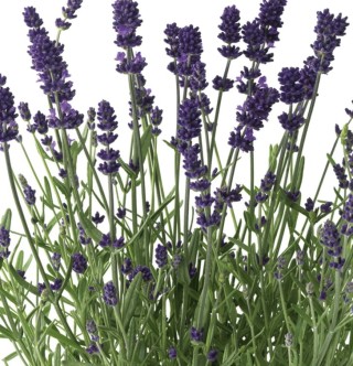 img-0: Лаванда Блю Сцент Эрли [100 шт] - ООО «Семена Тут»