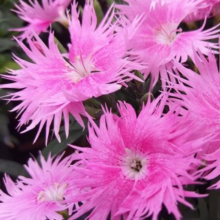 img-0: Гвоздика Супра Пинк [1000 шт] - ООО «Семена Тут»